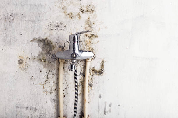 Best Mold Remediation  in Odon, IN