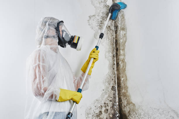 Best Toxic Mold Removal  in Odon, IN