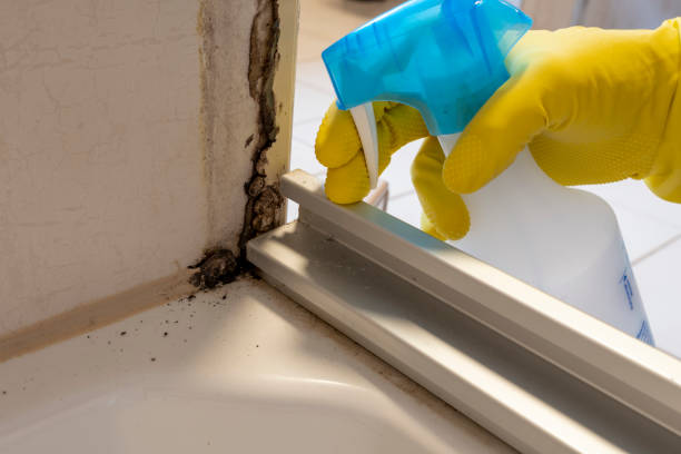 Best Mold Testing  in Odon, IN