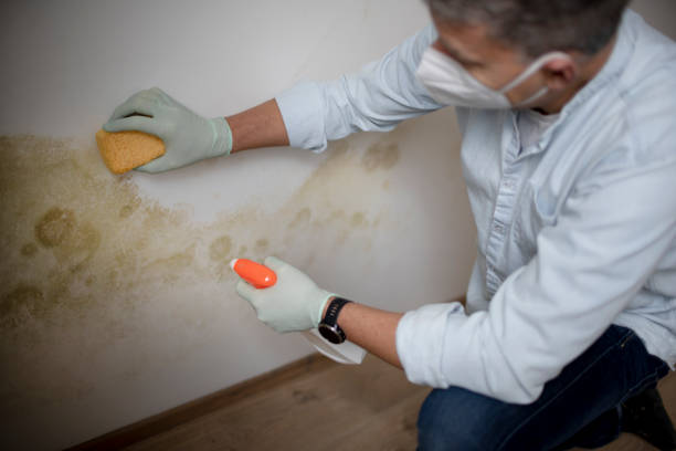 Best Professional Mold Removal  in Odon, IN