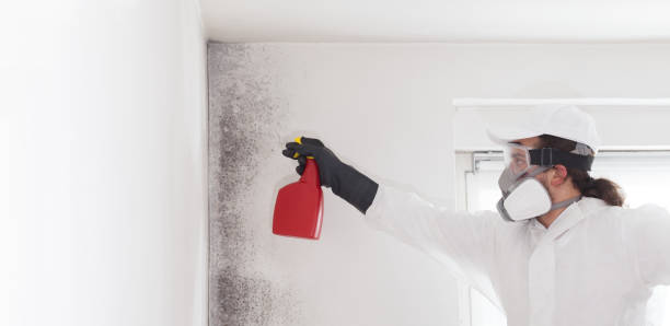 Best Mold Cleaning Services  in Odon, IN