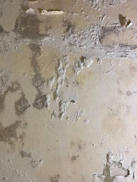 Best Same-Day Mold Removal  in Odon, IN