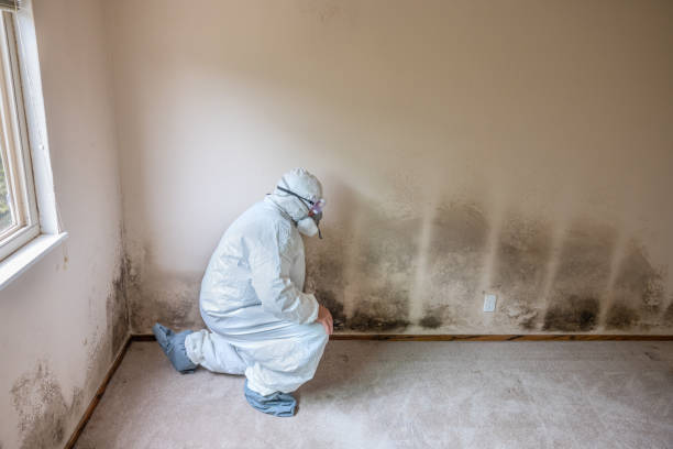 Best Residential Mold Removal  in Odon, IN