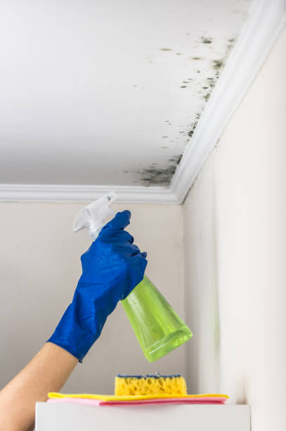 Best Mold Damage Repair  in Odon, IN